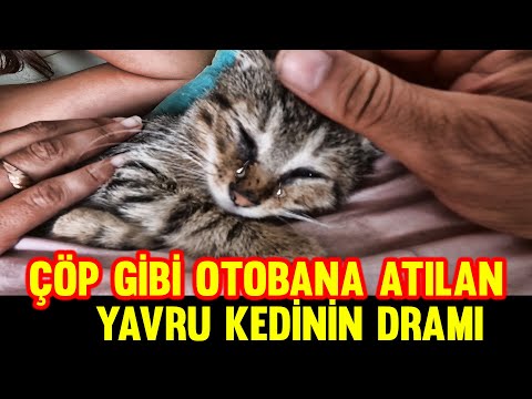 Video: Tətilə Gedərkən Pişikləri Harada Və Kiminlə Tərk Etməli?