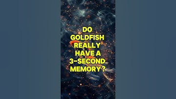 Do Goldfish Really Have a 3-Second Memory? The Truth Revealed! 🐟🧠