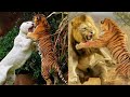 Lion vs Tiger real fight - 🦁🐯Shocking video😱😨😰