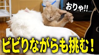 喧嘩上等なキッズ猫が、先輩猫にビビりながらも挑むww