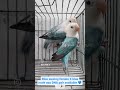 BLUE fisher opaline DNA pair available🎉🎉/3 months/different lineage/good quality 👌/good marking💙🤍