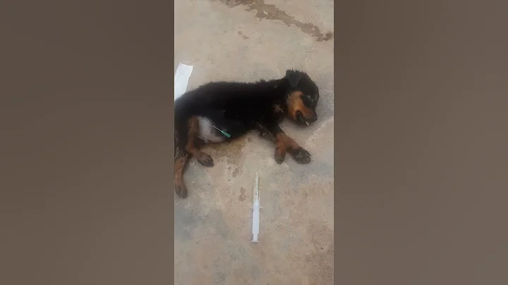 Abdomenocentesis / Fluid in the abdominal cavity/ Puppy with swollen abdomen