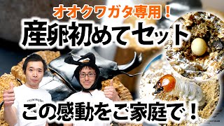 感動！オオクワガタ産卵体験セット