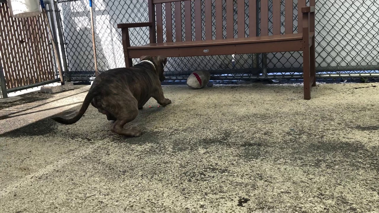 camera iphone 8 plus apk Spark 56345 | should I get my toy? NYCACC
