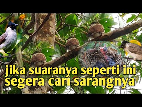 Video: Kapan kutilang punya anak?