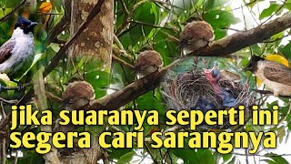 Ciri ciri suara burung kutilang yang ada anakan dan sarangnya disekitar kita