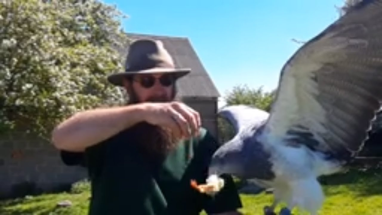 Feeding of different raptors /Visiting a falconer/ Fütterung der ...