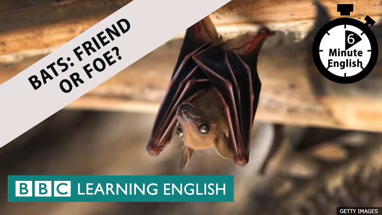 Bats: Friend or foe? - 6 Minute English