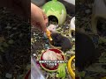 又一窝小崽崽出笼了 养鼠日常分享 萌宠出道计划 金丝熊 金丝熊日常 又一窝小崽崽出笼了 养鼠日常分享 萌宠出道计划 金丝熊 金丝熊日常