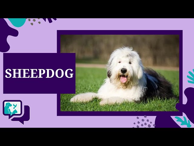 Old English Sheepdog - Saúde Animal