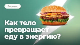 Как наше тело превращает еду в энергию? Три этапа метаболизма | Биохимия