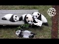 Giant panda breeding center chengdu china  amazing places 4k