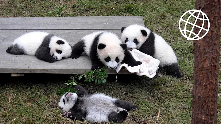 Giant Panda Breeding Center, Chengdu, China  [Amazing Places 4K] - DayDayNews