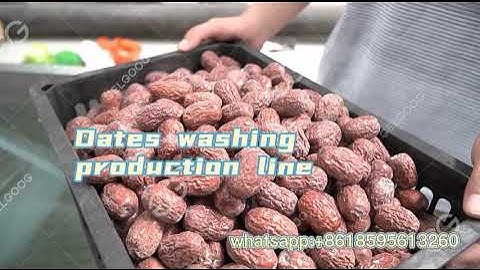 Palm Dates Cleaning Processing Line Date Processing Business