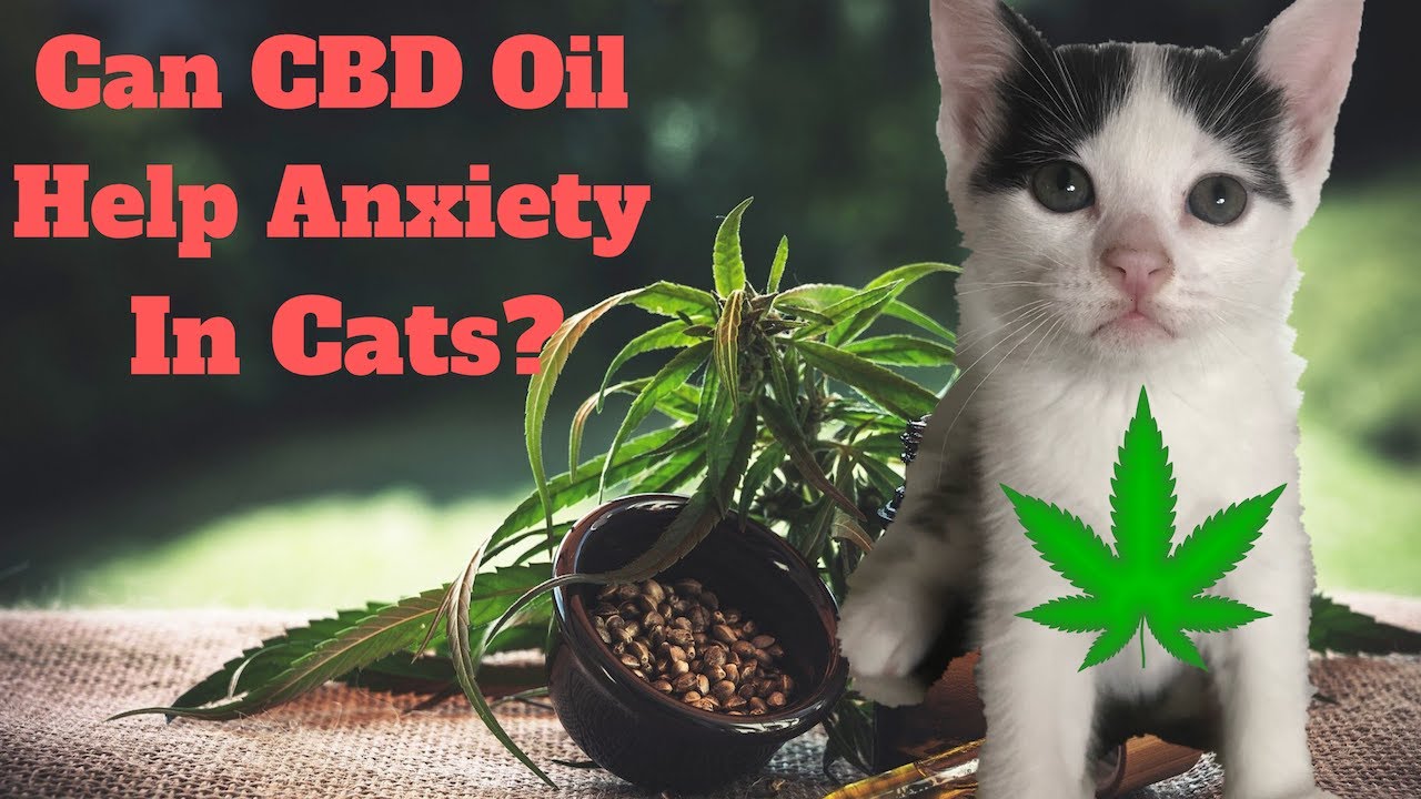 I Gave My Anxious Cat CBD Hemp Oil And Here's What Happened