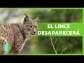 Causas de la EXTINCIÓN del LINCE IBÉRICO ⚠️ (¡DESAPARECERÁ!)