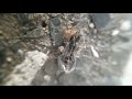 mini araña VS hormiga