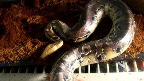 My Borneo Short-tail python(python breitensteini)