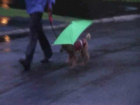 seymour dog umbrella