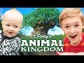 Florida Dream Vacation, Episode 6 - Animal Kingdom - My Favorite Disney Park!