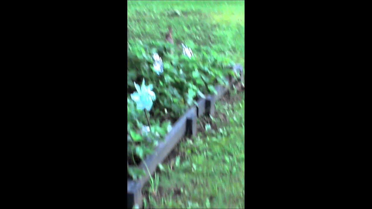 BUNNIES IN MY YARD🐇🐰 