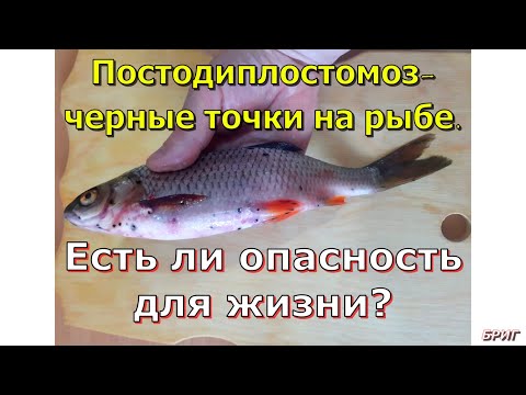 Постодиплостомоз -  черные точки на рыбе . Есть ли опасность для жизни ?