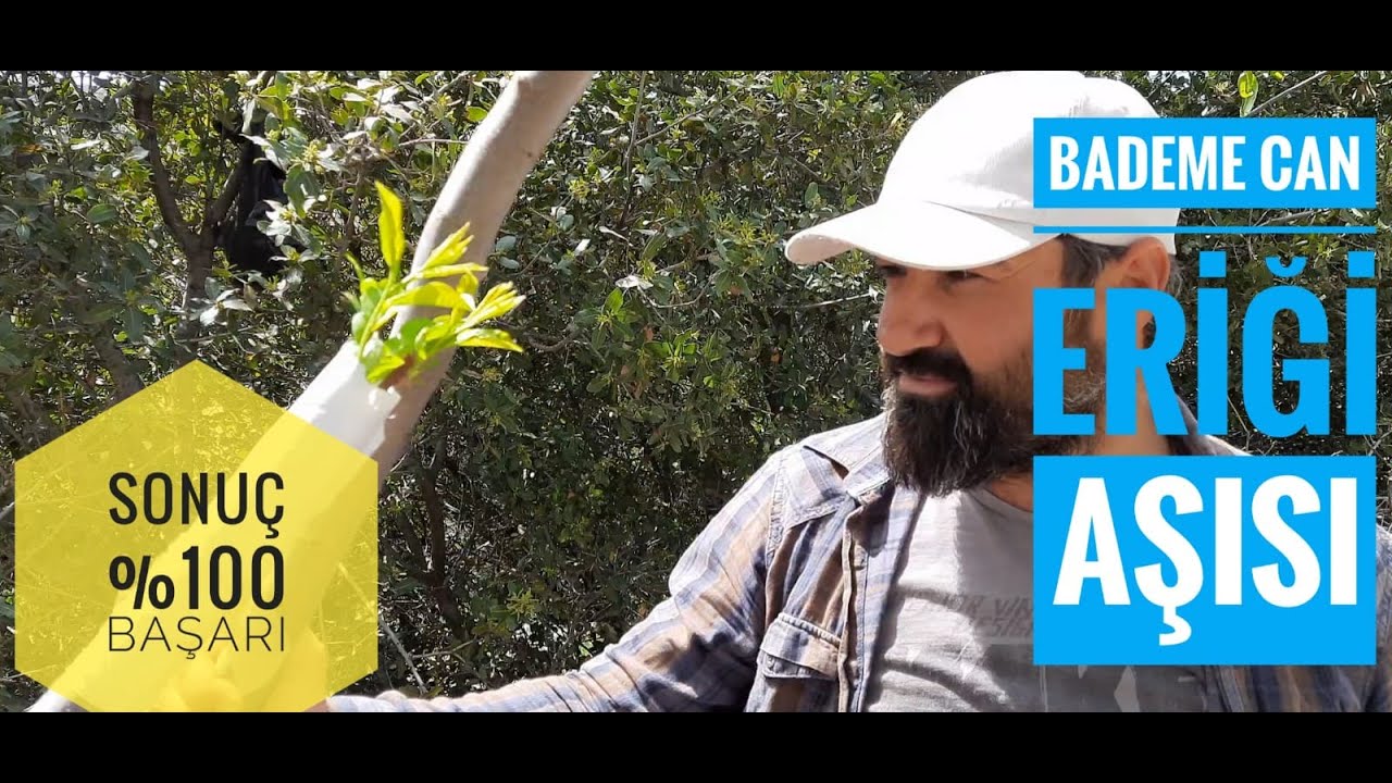 BADEME CAN ERİĞİ AŞISI ve SONUCU %100 BAŞARI