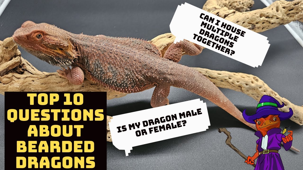 Уход за бородатыми драконами: 10 самых часто задаваемых вопросов о бородатых драконах