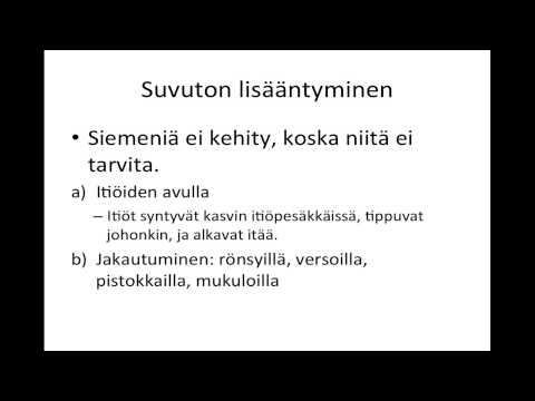 Video: Ginkgo-kasvien lisääntyminen: Opi lisää Ginkgo-puiden lisäämisestä