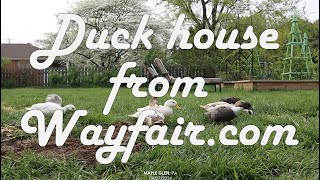 Duck house from Wayfair com