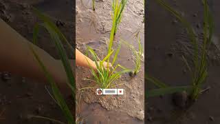 Download Lagu Cari keong di sawah|| tutut sawah #shorts #keong #keongsawah #tutut #tututsawah #maindisawah #sawah MP3