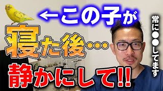 【質問コーナー】換羽期が長くずっとネクトンbioでも大丈夫ですか？夜鳥さんのために物音にどのぐらい気をつける？生後２ヶ月で吐き戻しするの？弱視の鳥さんに運動をさえたい、などにお答えしました