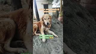 love தகராறு 😂😂