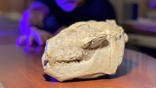 Oreodont Skull | Fossil Preparation