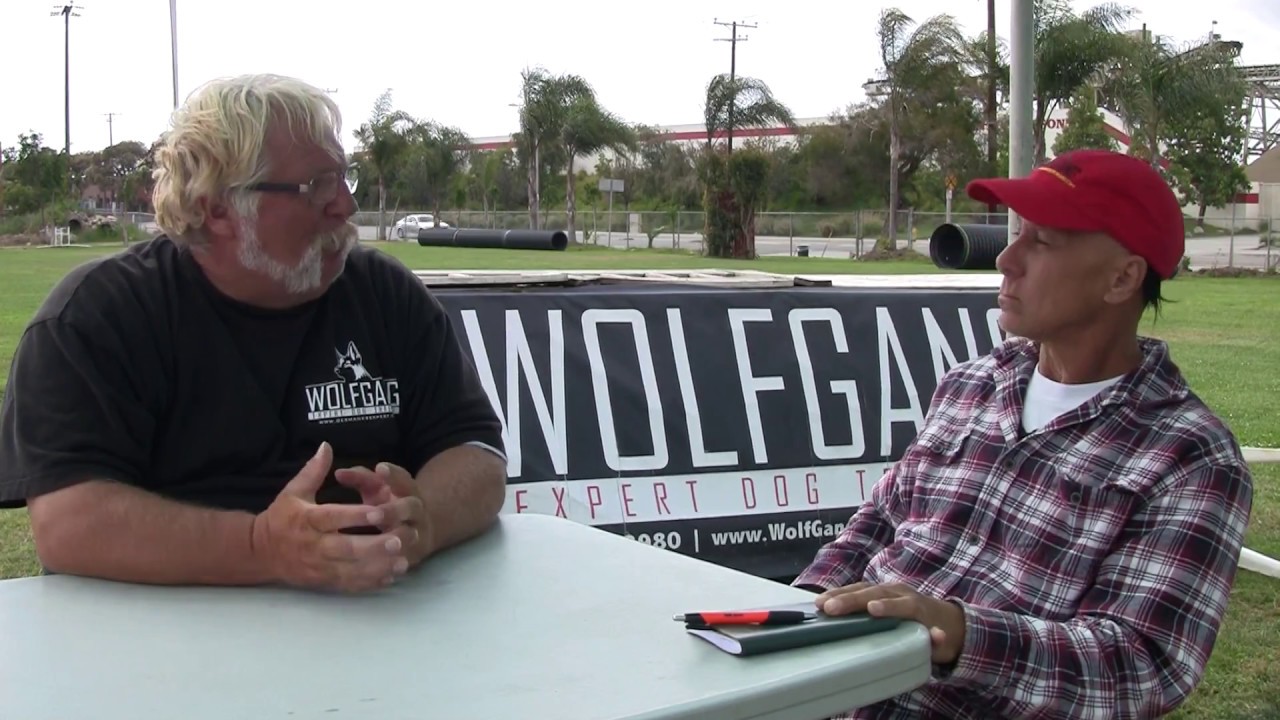 Wolfgang  Expert Dog Training Protection Dog