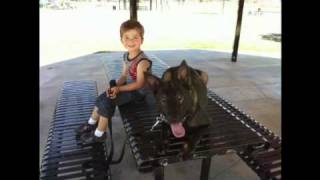 So cal canines German Shepherds