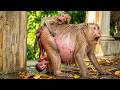 Chill Out with This Lovely Baby Monkey Live Daily
