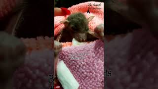 A tiny orphan pup nursing special formula from a cotyon ball. #bat #rescue #wildlife #animals #puppy