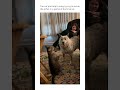 never ending show #animals #cat #paws #kitten #viral #trending #animalshorts #dog #fyp #funny #trend