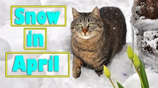 Cats and snow in spring / Maine Coon Iggy by Maine Coon Iggy 97 views 3 years ago 2 minutes, 38 seconds