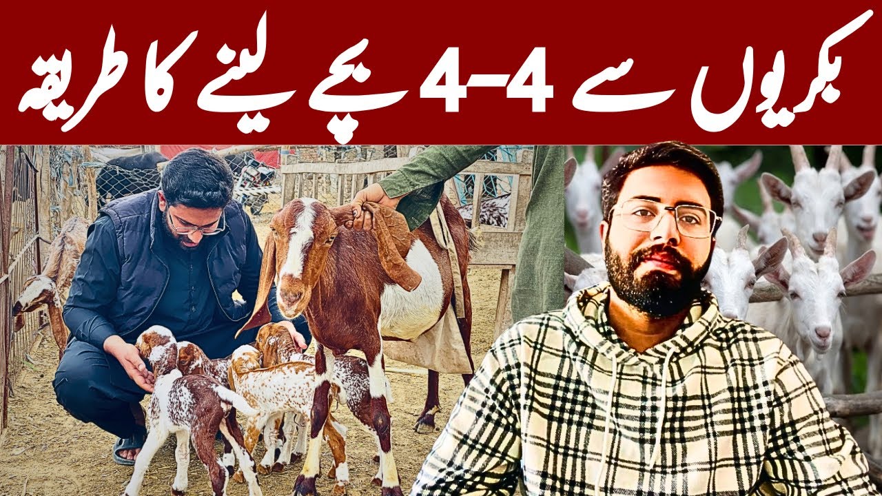 بکریوں سے 4-4 بچے لینے کا طریقہ