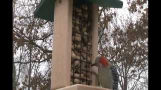 Peanut feeders (Model #2360 and Model #2300) attract blue jays, woodpeckers and nuthatches. Use whole peanuts in both models