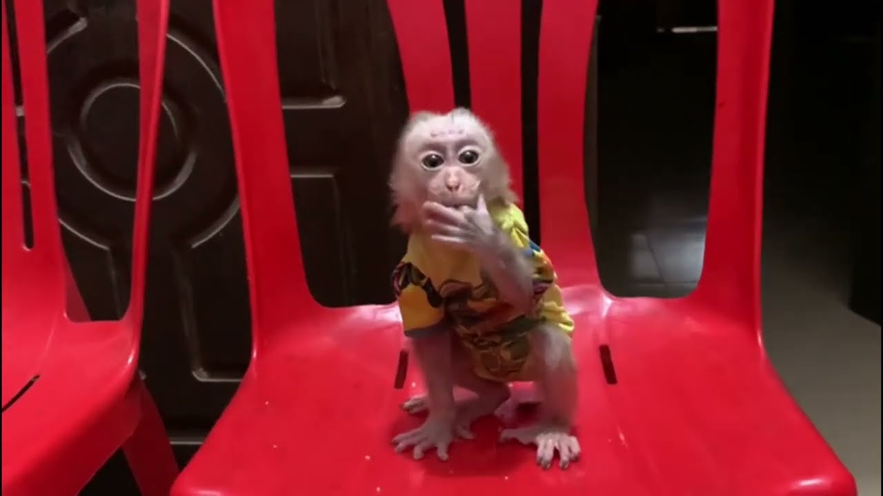 Sis Lulu Brought Jasmine To Hrd Way At Evening Time