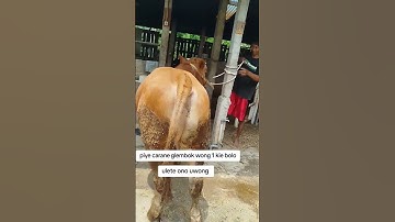 Pedet calon 1 ton umur 7 bulan #sapi #sapisimmental #sapimoster #sapijumbo #pedetsuper