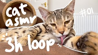 ASMR Cat Grooming Sounds (3h LOOP) #01