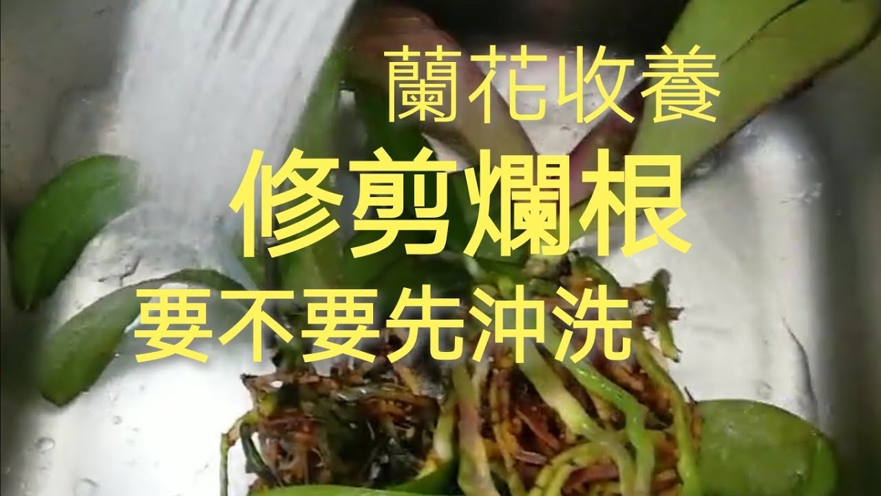 蘭花收養，蘭花爛根修剪，處理有問題的莖部過程20/4/2020