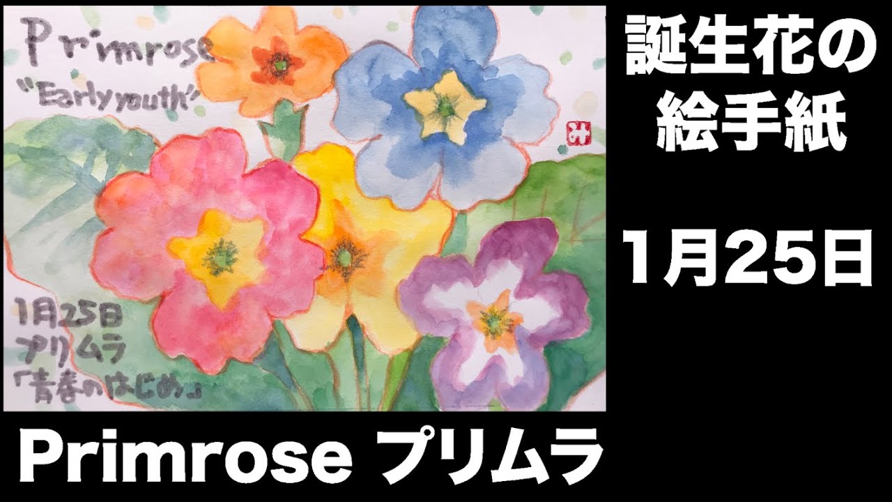 誕生花の絵手紙 1月25日 Primrose プリムラ Youtube