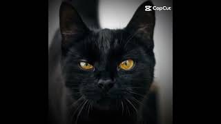 a black cat