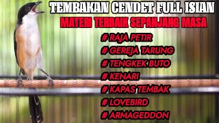 MASTERAN BURUNG CENDET FULL MATERI TERBAIK SEPANJANG MASA