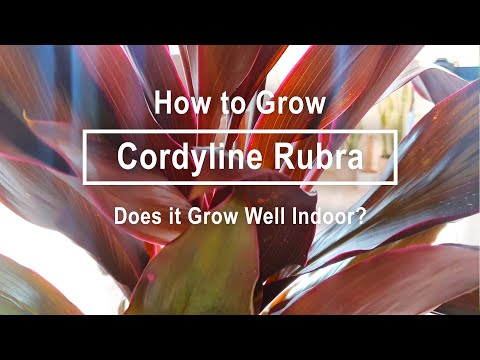 Video: Cordilina: Which One Is Right For Your Home?
